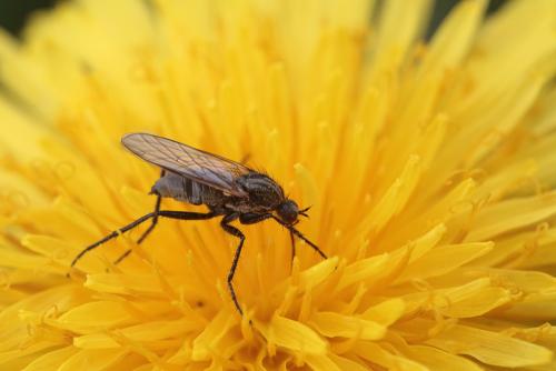 Empis sp.